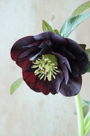 画像4: ~Winter Symphony~ ddブラック系