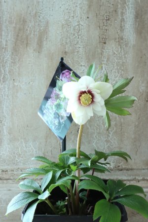 画像7: ~Winter Symphony~ dd静〜しずか〜