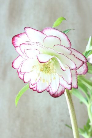 画像5: ~Winter Symphony~ dd多弁系ホワイトくっきりピコティ