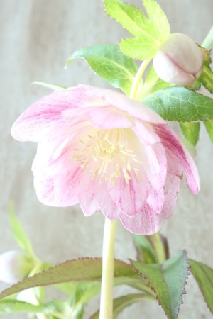 画像3: ~Winter Symphony~ dd絣リバースオーレア