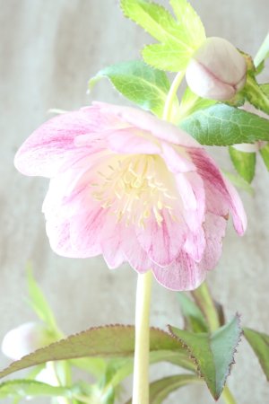 画像6: ~Winter Symphony~ dd絣リバースオーレア