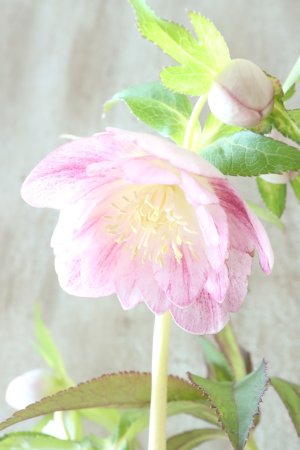 画像5: ~Winter Symphony~ dd絣リバースオーレア