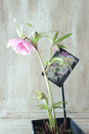 画像7: ~Winter Symphony~ dd多弁絣ピンク