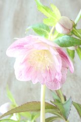 ~Winter Symphony~ dd絣リバースオーレア