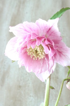 画像3: ~Winter Symphony~ dd多弁絣ピンク