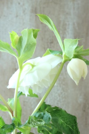 画像6: ~Winter Symphony~ dd多弁ホワイト