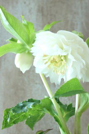 画像5: ~Winter Symphony~ dd多弁ホワイト