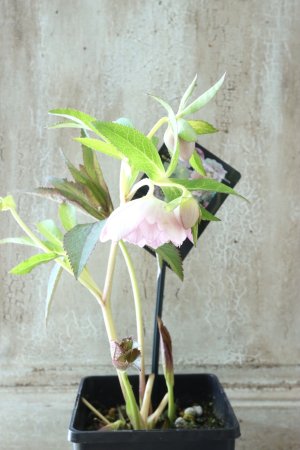 画像8: ~Winter Symphony~ dd絣リバースオーレア