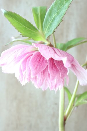 画像5: ~Winter Symphony~ dd多弁絣ピンク