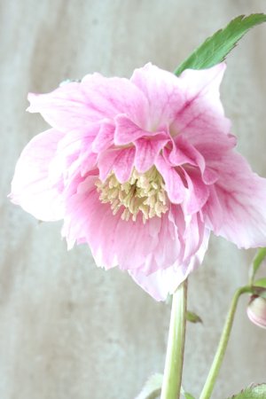 画像4: ~Winter Symphony~ dd多弁絣ピンク