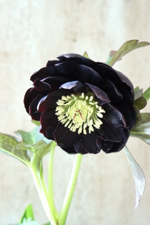 画像5: ~Winter Symphony~ ddブラック