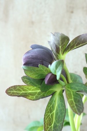 画像8: ~Winter Symphony~ ddブラック