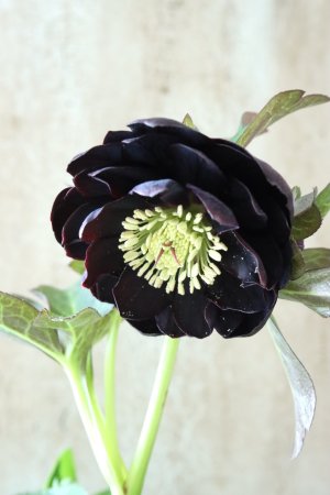 画像7: ~Winter Symphony~ ddブラック