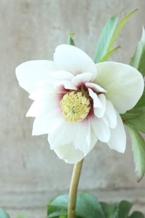 画像4: ~Winter Symphony~ dd静〜しずか〜