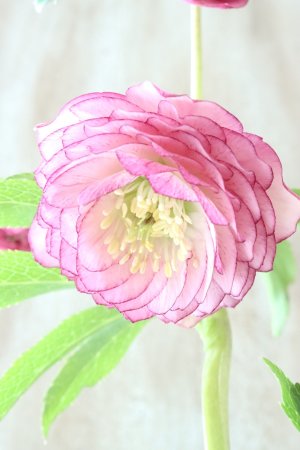 画像4: ~Winter Symphony~ dd多弁ピコティ