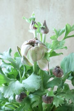 Ranunculus~ラナンキュラス~ - Jardin de Violettes Ranunculus~ラナンキュラス~ - Jardin de Violettes