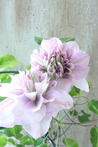 Clematis - Jardin de Violettes