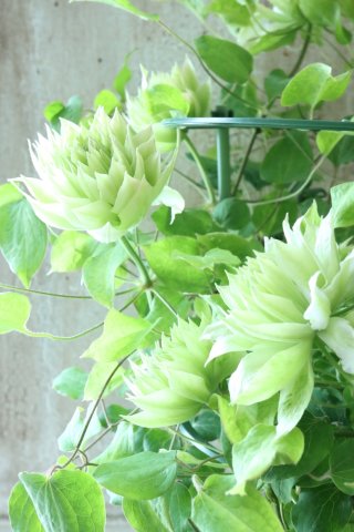 Clematis - Jardin de Violettes (Page 14)