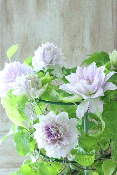 全商品 - Jardin de Violettes (Page 2) 全商品 - Jardin de Violettes (Page 2)