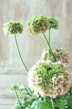 ラナンキュラス：ポンポン ハーマイオニー6号鉢植え の通販
