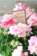 ゼラニウム "Ren-レン-"