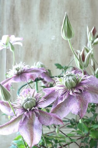 Clematis - Jardin de Violettes