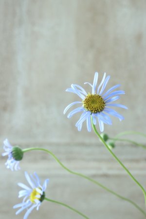 画像10: フェリシア "ベルゲリアナ" ~キングフィシャーデージー~