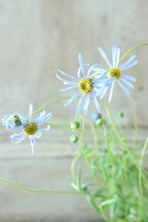 画像5: フェリシア "ベルゲリアナ" ~キングフィシャーデージー~