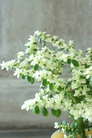 画像2: ピレア "ミルクブランチ"