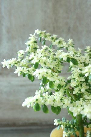 画像1: ピレア "ミルクブランチ"