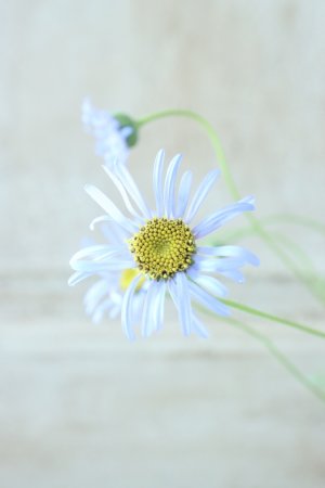 画像11: フェリシア "ベルゲリアナ" ~キングフィシャーデージー~