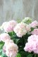 画像3: 山紫陽花 "伊予獅子てまり ピンク” 15cmポット