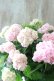 画像8: 山紫陽花 "伊予獅子てまり ピンク” 15cmポット
