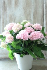 山紫陽花 "伊予獅子てまり ピンク” 15cmポット
