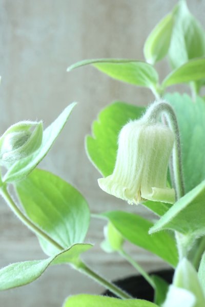 Garden Collection - Jardin de Violettes (Page 2)