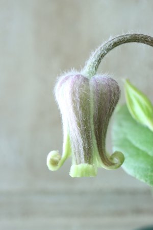 画像4: 原種系クレマチス "コアクチリス ブラウン" 18cmポット