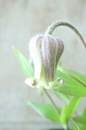 画像7: 原種系クレマチス "コアクチリス ブラウン" 18cmポット