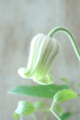壺型クレマチス "月白" 18cmポット
