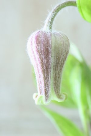 画像3: 原種系クレマチス "コアクチリス ブラウン" 18cmポット