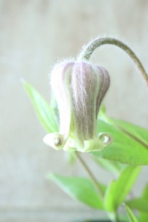 画像6: 原種系クレマチス "コアクチリス ブラウン" 18cmポット