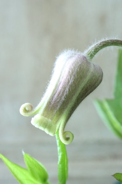 Garden Collection - Jardin de Violettes (Page 2)