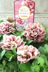 八重咲きペチュニア "ホイップマカロン クラシカルチェリー"