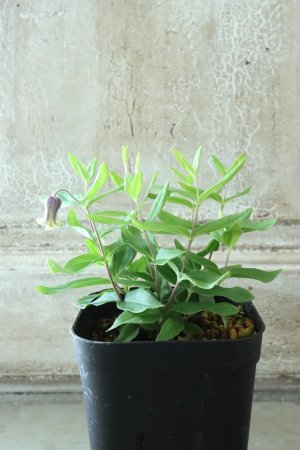 画像7: ~Ohgi Nursery~ 原種系クレマチス "アルビコマ" 