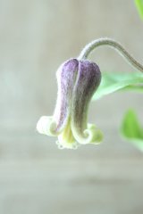 ~Ohgi Nursery~ 原種系クレマチス "アルビコマ" 