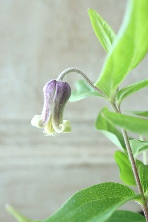 画像6: ~Ohgi Nursery~ 原種系クレマチス "アルビコマ" 