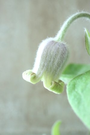 画像6: ~Ohgi Nursery~ 原種系クレマチス "コアクチリス" 