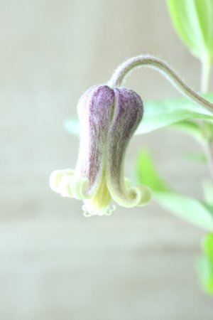 画像4: ~Ohgi Nursery~ 原種系クレマチス "アルビコマ" 