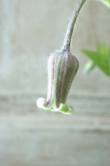 ~Ohgi Nursery~ 原種系クレマチス "オクロレウカ" 