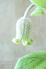 ~Ohgi Nursery~ 原種系クレマチス "コアクチリス" 