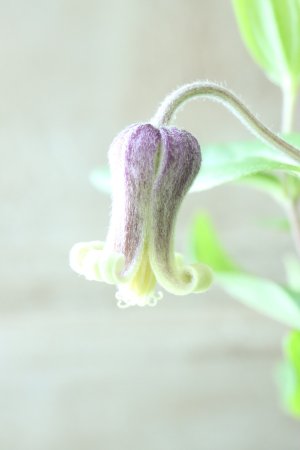 画像5: ~Ohgi Nursery~ 原種系クレマチス "アルビコマ" 